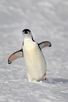 Chinstrap Penguin (Pygoscelis antarctica) adult, walking on snow, Brown Bluff, Antarctic Peninsula, Antarctica