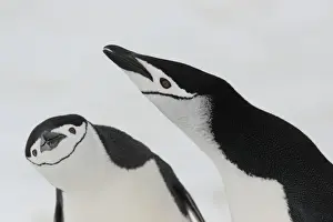 Anniversary Prints: Chinstrap Penguin (Pygoscelis antarctica) adult pair
