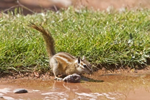 Drinking Prints: Least Chipmunk drinking