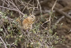 Uutah Prints: Least Chipmunk eating berries - Arches National Park Utah America