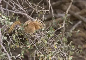 Least Chipmunk eating berries - Arches National Park Utah America