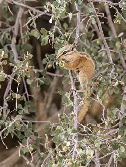 Least Chipmunk eating berries - Arches National Park Utah America