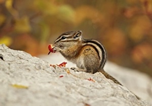 Jasper Prints: Least Chipmunk (Tamias minimus) adult