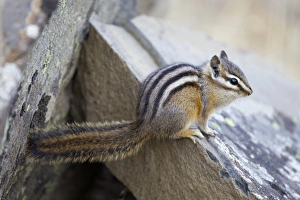 Rodent Prints: Least Chipmunk (Tamias minimus) adult