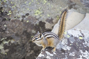 Rodent Prints: Least Chipmunk (Tamias minimus) adult