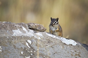 Least Chipmunk (Tamias minimus) adult, sitting on rock, Yellowstone N. P. Wyoming, U. S. A. September