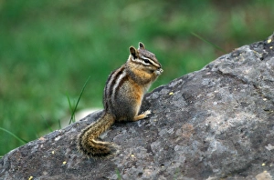 Rodent Prints: Least Chipmunk (Tamias minimus) Yellowstone Nat. Park, USA