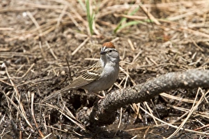 Chipping Sparrow - Utah USA