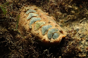 Chiton (Acanthochitona crinita) adult, under stone on shore, Poole Harbour, Dorset, England, October