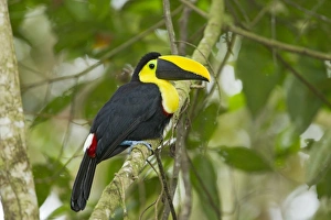 Equatorial Prints: Choco Toucan (Ramphastos brevis) adult