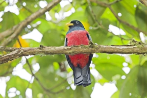 Equatorial Prints: Choco Trogon (Trogon comptus) adult male