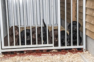 Gundogs Prints: Chocolate and Black Labrador puppies about 6 week old
