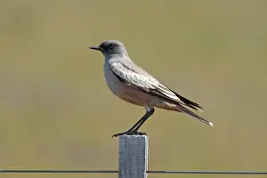 Fence Posts Prints: Chocolate-vented Tyrant (Neoxolmis rufiventris) adult