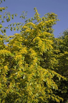 Christs Thorn in Flower - Bulgaria