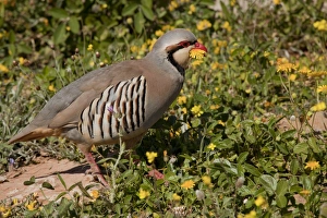 Partridges Prints: Chukar Partridge (Alectoris chukar) adult male