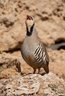 Chukar Partridge (Alectoris chukar) adult male, calling, standing on rock, Greece, april