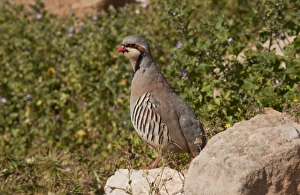 Chukar Partridge (Alectoris chukar) adult male, standing on rock, patrolling territory, Greece, april