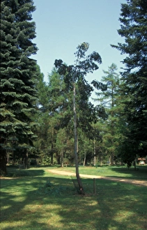 Eucalyptus Prints: Cider gum tree - Eucalyptus gunnii