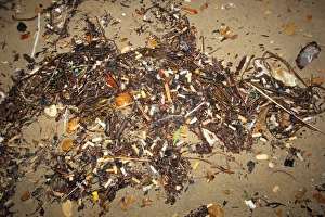 Pollution Prints: Cigarette butts on beach strandline, Bournemouth, Dorset, England, october