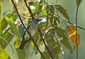 Cinereous Bulbul (Hemixos cinereus cinereus) adult, perched on twig, Kerinci Seblat N. P