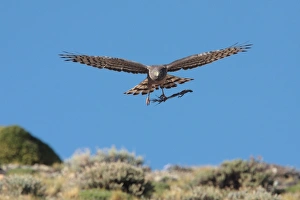 Cinereous Harrier (Circus cinereus) adult female, in flight, carrying nesting material to pass to male in aerial display, Estancia Angostura, Santa Cruz, Argentina, november
