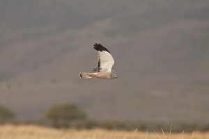Cinereous Harrier (Circus cinereus) adult male, in flight, hunting over reedbeds and grasslands, Estancia Angostura, Santa Cruz, Argentina, november