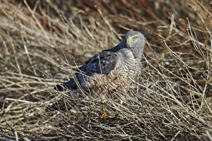 Cinereous Harrier (Circus cinereus) adult male, standing amongst stems, El Calafate, Santa Cruz Province, Patagonia