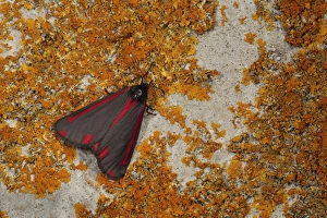 Cinnabar Moth (Tyria jacobaeae) adult, resting on lichen covered wall, Powys, Wales, april