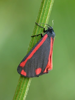 Cinnabar Prints: Cinnabar Moth (Tyria jacobaeae) adult female, resting on umbellifer stem, Scotland, june