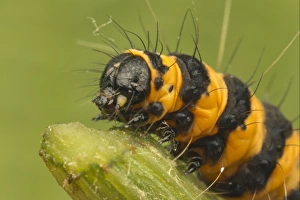 Cinnabar Moth (Tyria jacobaeae) caterpillar, feeding on Common Ragwort (Senecio jacobaea), Leicestershire, England, july