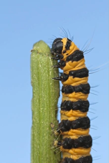 Cinnabar Moth (Tyria jacobaeae) caterpillar, feeding on Common Ragwort (Senecio jacobaea), Leicestershire, England