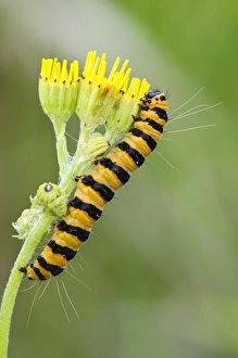 Cinnabar Moth (Tyria jacobaeae) caterpillar, feeding on Common Ragwort (Senecio jacobaea)