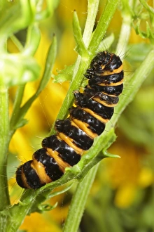 Foodplants Prints: Cinnabar Moth (Tyria jacobaeae) fully-grown larva