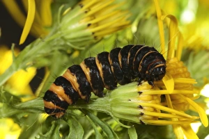 Cinnabar Moth (Tyria jacobaeae) fully-grown larva, feeding on Common Ragwort (Senecio jacobaea), Powys, Wales, july