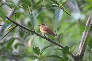 Cinnamon Becard (Pachyramphus cinnamomeus) adult, perched on branch in tree, Costa Rica, february