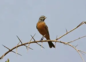 Bunting Prints: Cinnamon-breasted Bunting (Emberiza tahapisi) adult male, perched on acacia twig, Kenya