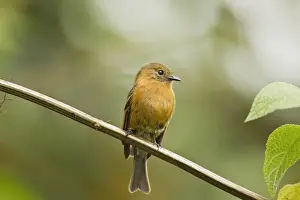 Equatorial Prints: Cinnamon Flycatcher (Pyrrhomyias cinnamomea) adult