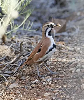 Desert Prints: Cinnamon Quail-thrush (Cinclosoma cinnamomeum) adult