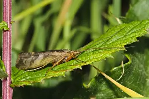 Cinnamon Sedge Caddisfly (Limnephilus lunatus) adult, resting on leaf, Priory Water Nature Reserve, Leicestershire