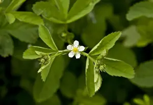Middle East Prints: Cinquefoil (Potentilla elatior) flowering (at 2000m)