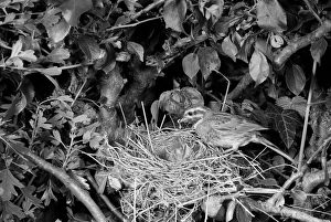 Classic Prints: Cirl Bunting at nest - Dorset 1957. Taken by Eric Hosking
