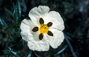 Cistus Ladanifer Close up of flower