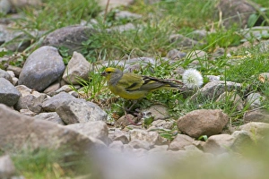 Pyrenean Prints: Citril Finch (Carduelis citrinella) adult male