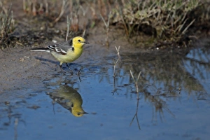 Lesbos Prints: Citrine Wagtail (Motacilla citreola) adult male
