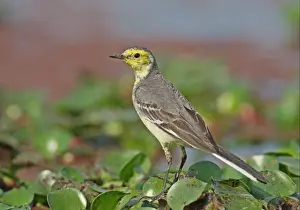 Citrine Wagtail (Motacilla citreola) immature male, standing on Water Hyacinth (Eichhornia sp. ), Dibru-Saikhowa N. P. Assam, India, february