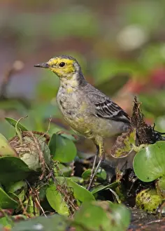Citrine Wagtail (Motacilla citreola) immature male, standing on Water Hyacinth (Eichhornia sp. ), Dibru-Saikhowa N. P. Assam, India, february