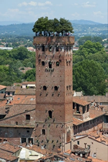 Hanging Prints: City tower with hanging garden on roof, Torre Guinigi, Lucca, Tuscany, Italy, june