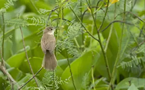 Old World Prints: Clamorous Reed-warbler (Acrocephalus stentoreus) adult