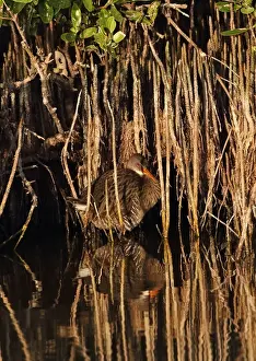Cays Prints: Clapper Rail (Rallus longirostris caribaeus) adult