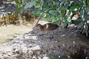 Lesser Antilles Prints: Clapper Rail (Rallus longirostris pelodromus) adult